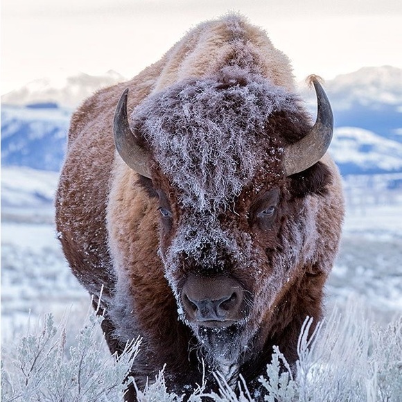 Meet your Posher, Brandy - Picture 1 of 2